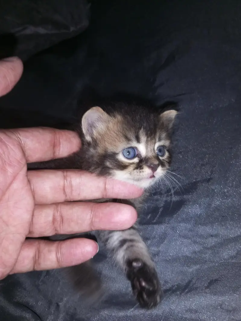 sale my 3 kittens — photo 2