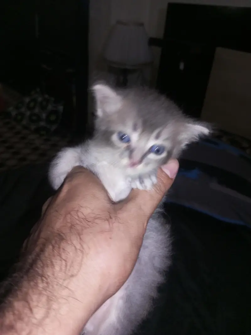 sale my 3 kittens — photo 3