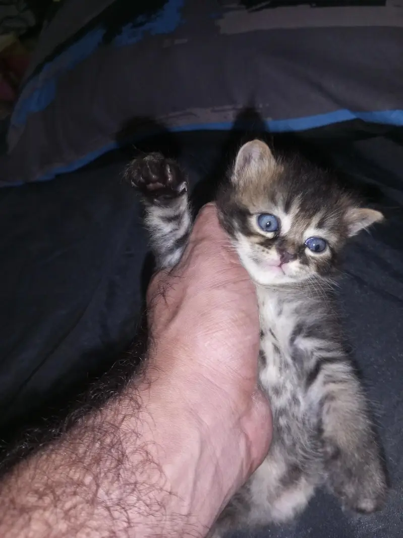 sale my 3 kittens — photo 4