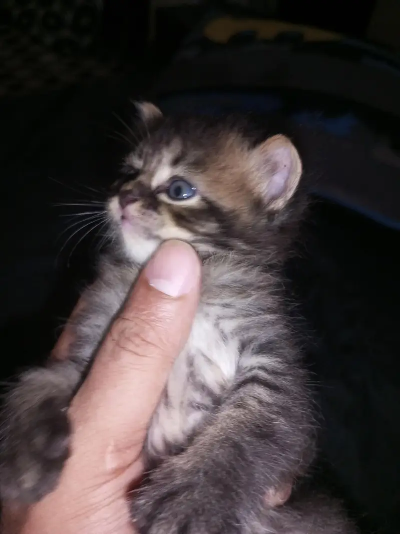sale my 3 kittens — photo 5