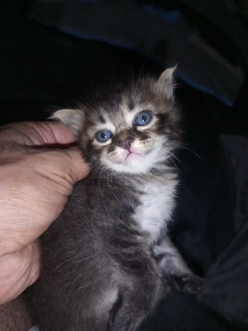 sale my 3 kittens — photo 6