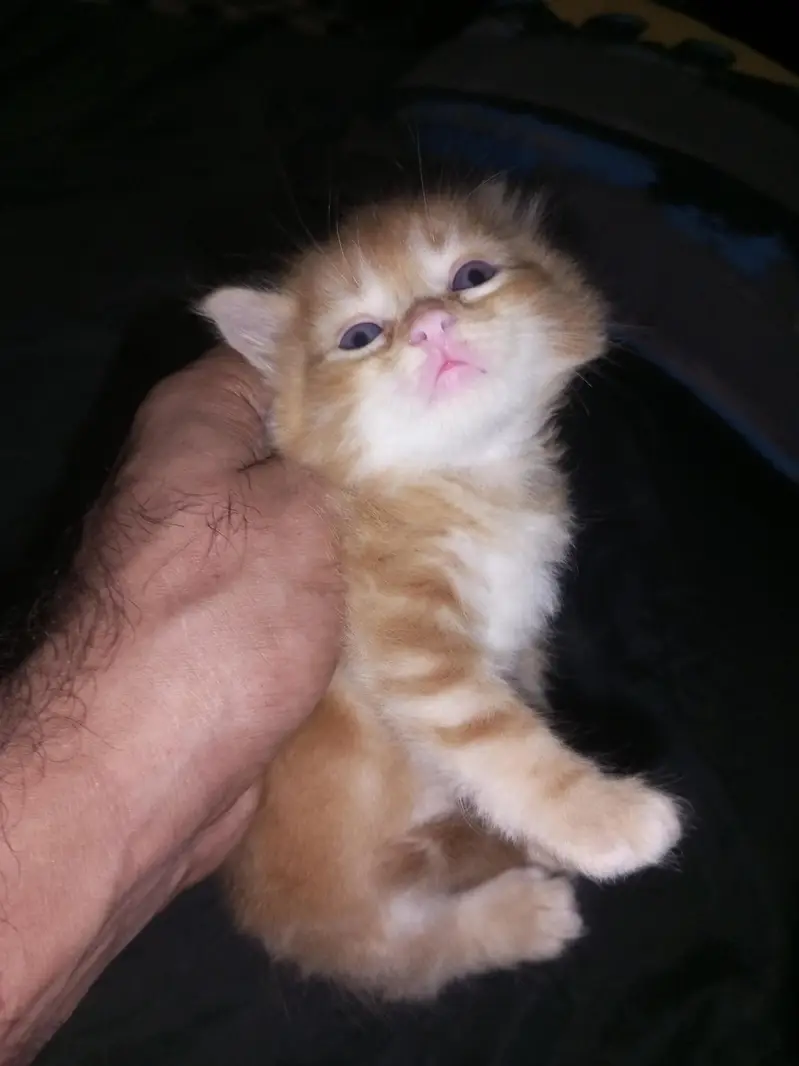 sale my 3 kittens — photo 7