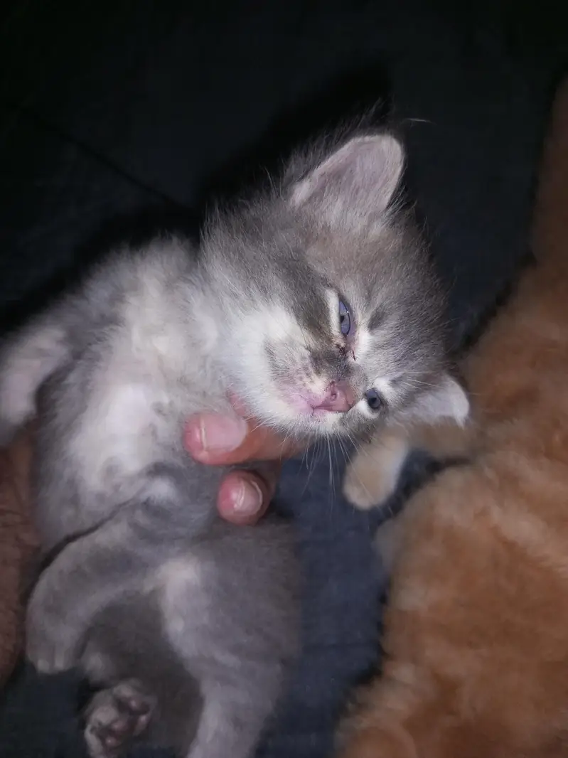 sale my 3 kittens — photo 8