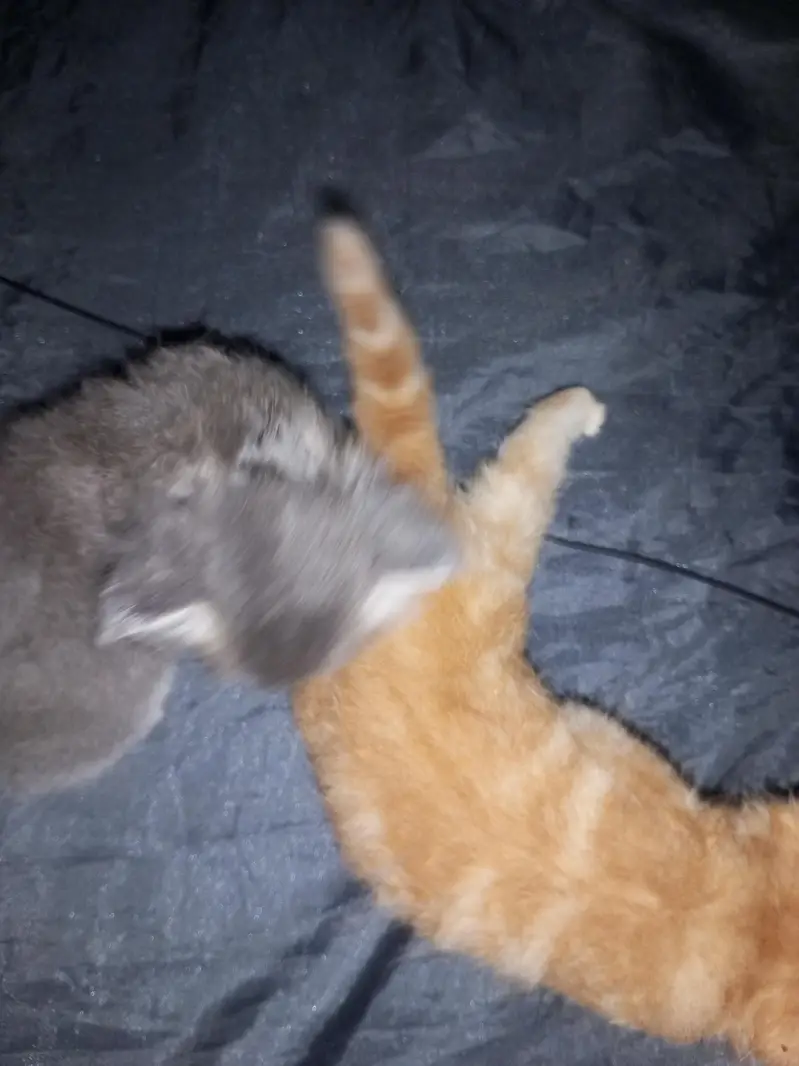 sale my 3 kittens — photo 9
