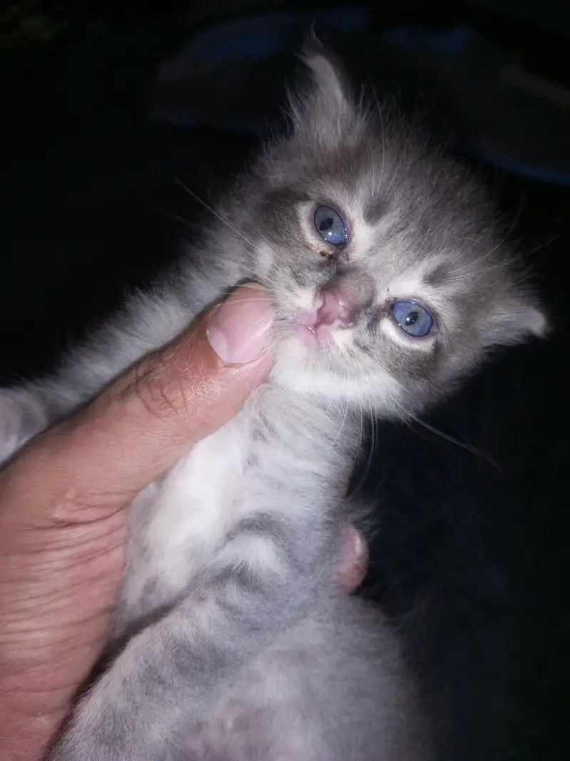 sale my 3 kittens — photo 10