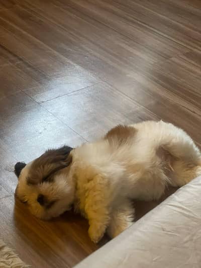 shih tzu
