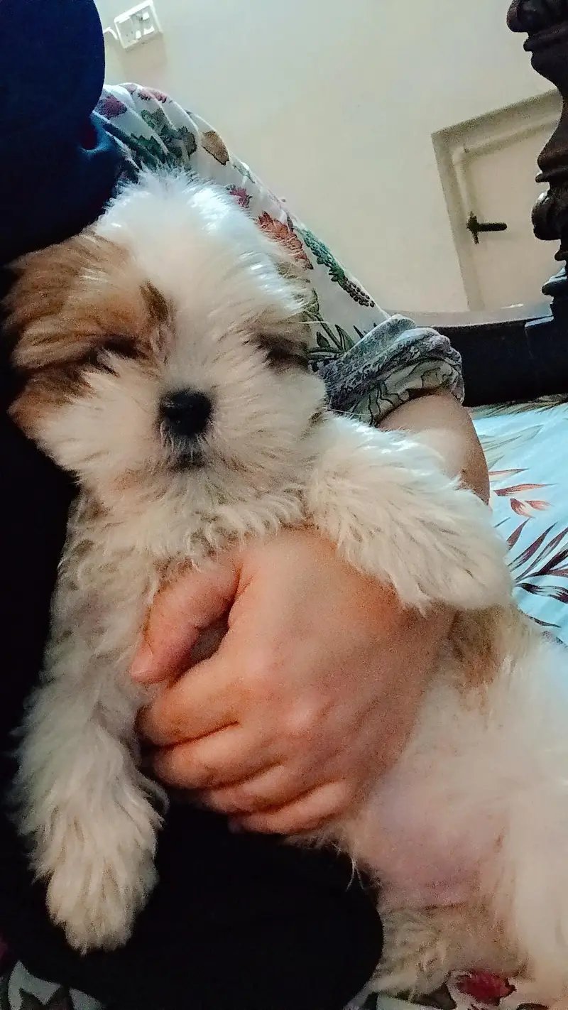 shih tzu — photo 2