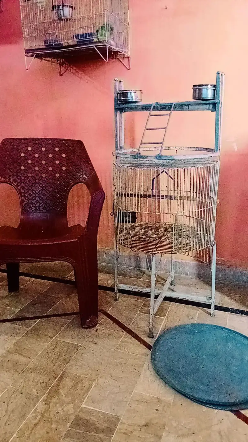 Ring neck raw Cage for sale — photo 2