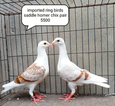 fancy pigeons/swallow/fantail/Jacobin/frillback/lahori sherazi/norwich