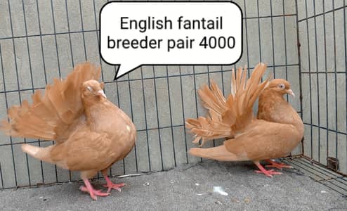 fancy pigeons/swallow/fantail/Jacobin/frillback/lahori sherazi/norwich