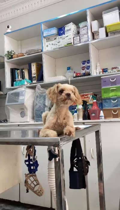 shih tzu breeder female