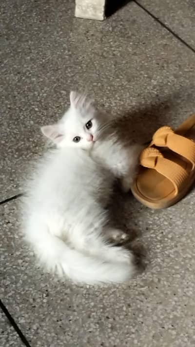 percion cat for sale