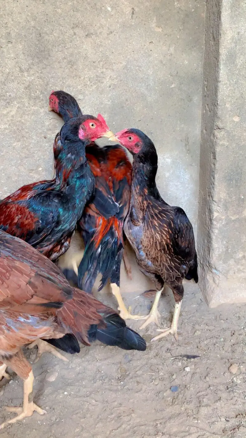 seal murgyan aur murgey — photo 2