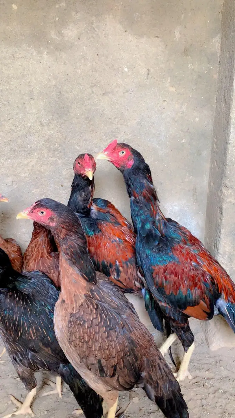 seal murgyan aur murgey — photo 4