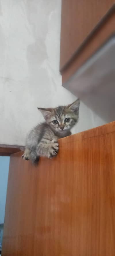 she is cute playfull and well trained