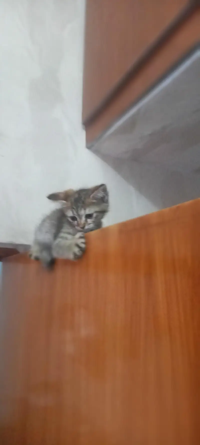 she is cute playfull and well trained — photo 2