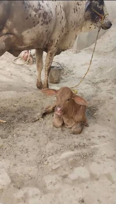 Cow for sale