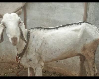 kamori bakri gabban