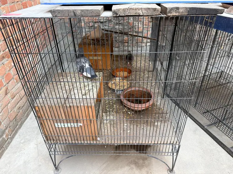 Bird Cages for Sale in Pakistan | Heavy Duty Metal Pigeon Cages — photo 3