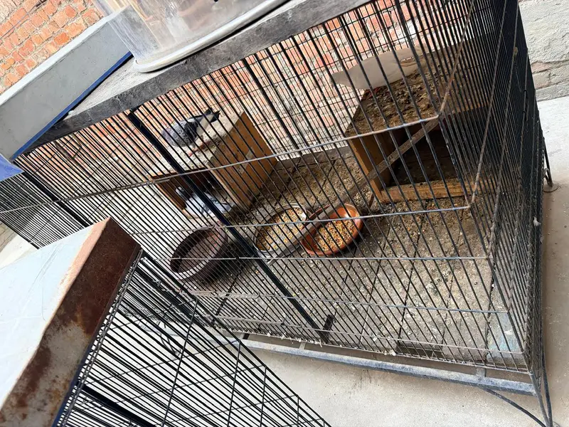 Bird Cages for Sale in Pakistan | Heavy Duty Metal Pigeon Cages — photo 4