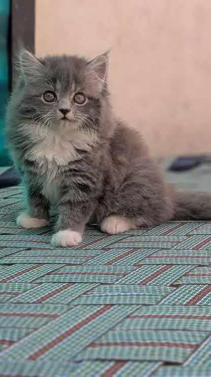 Persian kittens  whstp// 03704///602310/// — photo 2