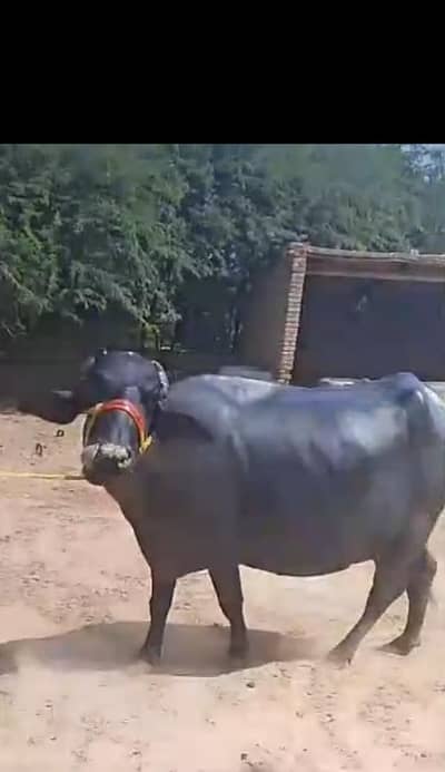 bhains