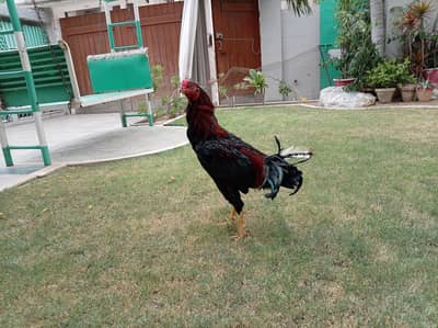 Red shamo murga