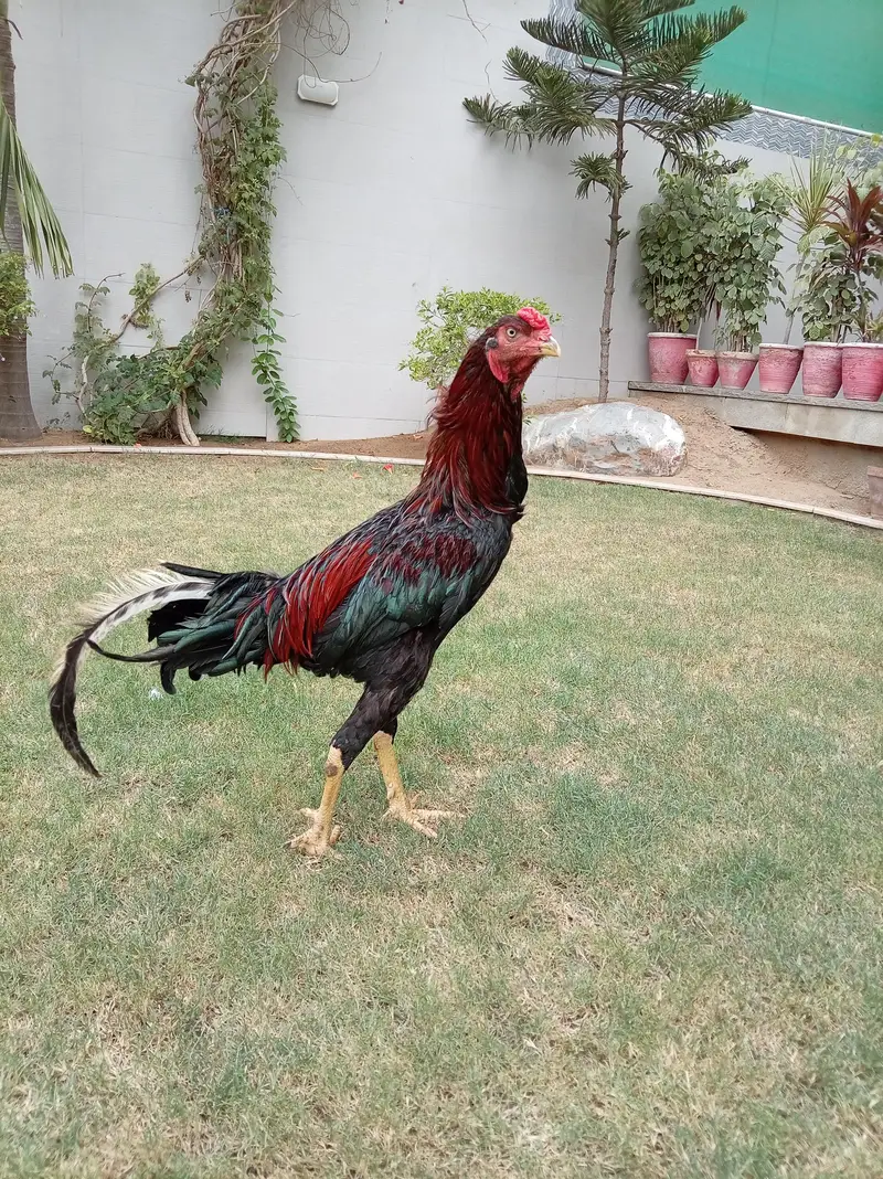 Red shamo murga — photo 2