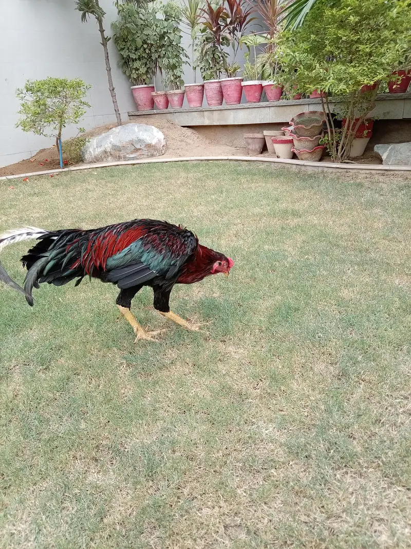 Red shamo murga — photo 3