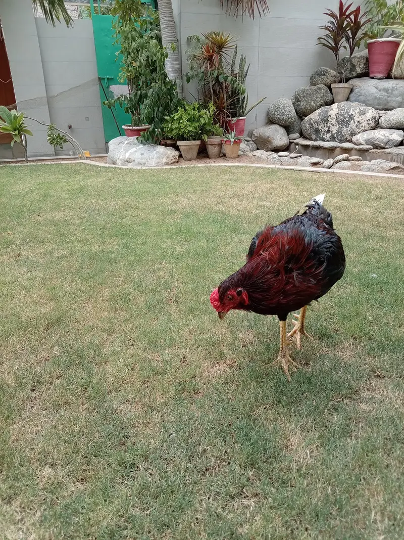 Red shamo murga — photo 4