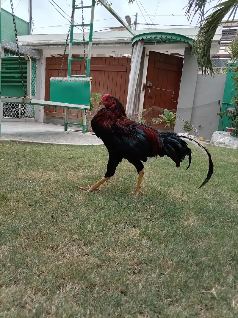 Red shamo murga — photo 5