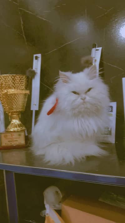 PURE PERSIAN BREED