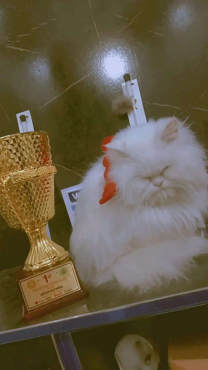 PURE PERSIAN BREED — photo 2