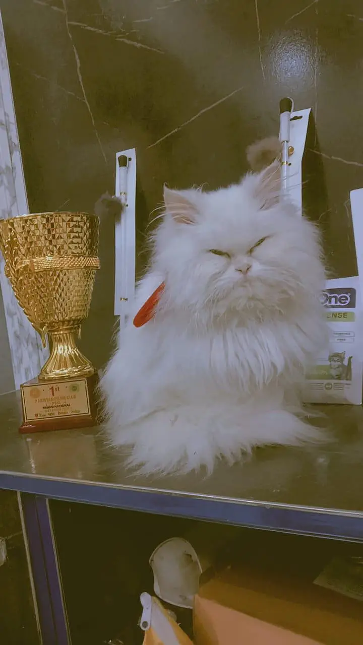 PURE PERSIAN BREED — photo 3