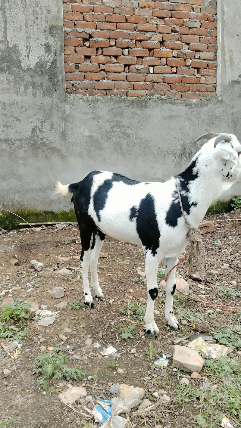 2 goats — photo 2