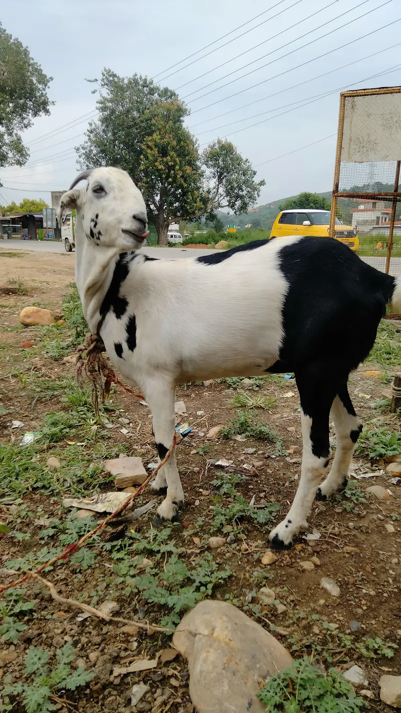 2 goats — photo 3