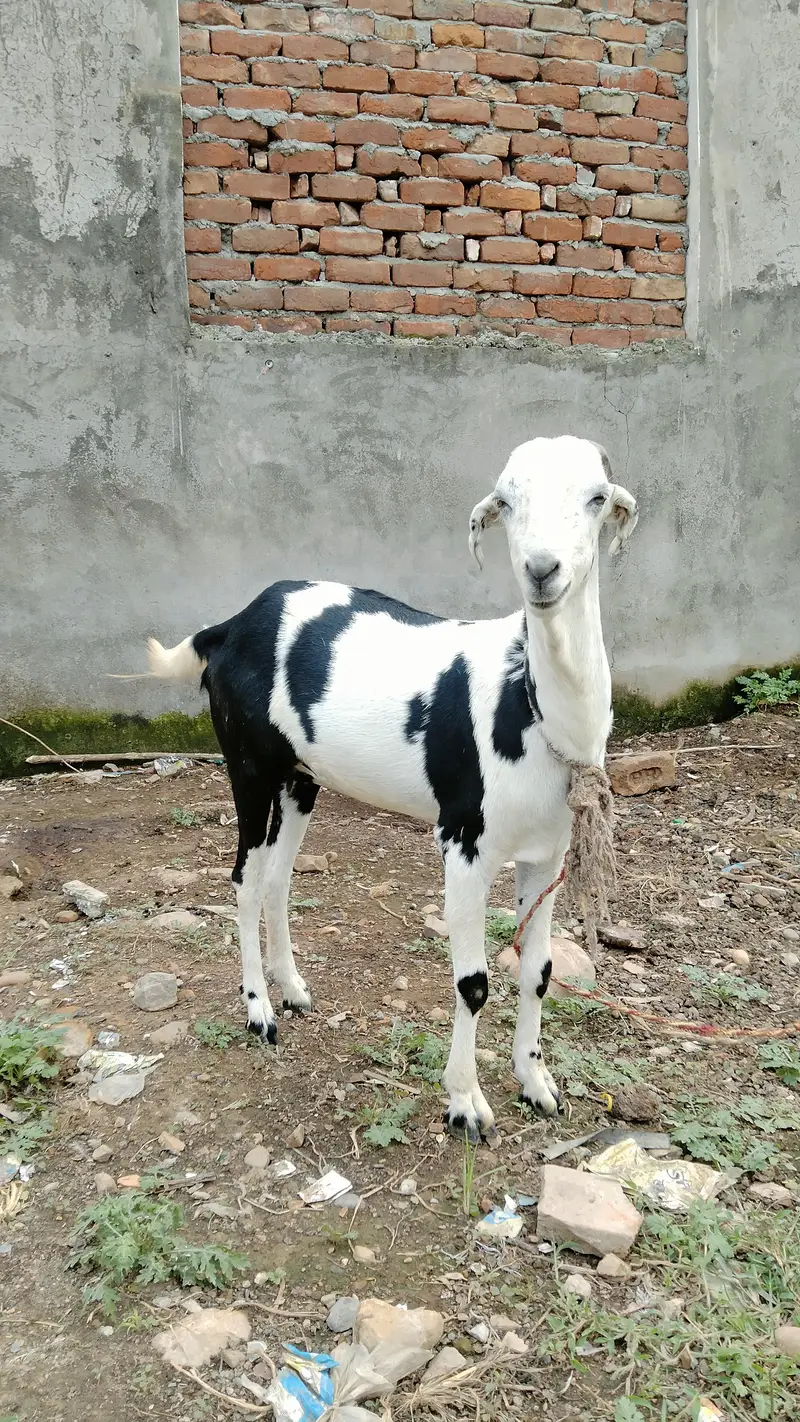 2 goats — photo 6