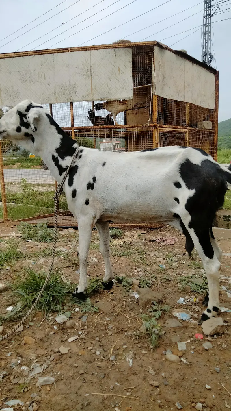 2 goats — photo 7
