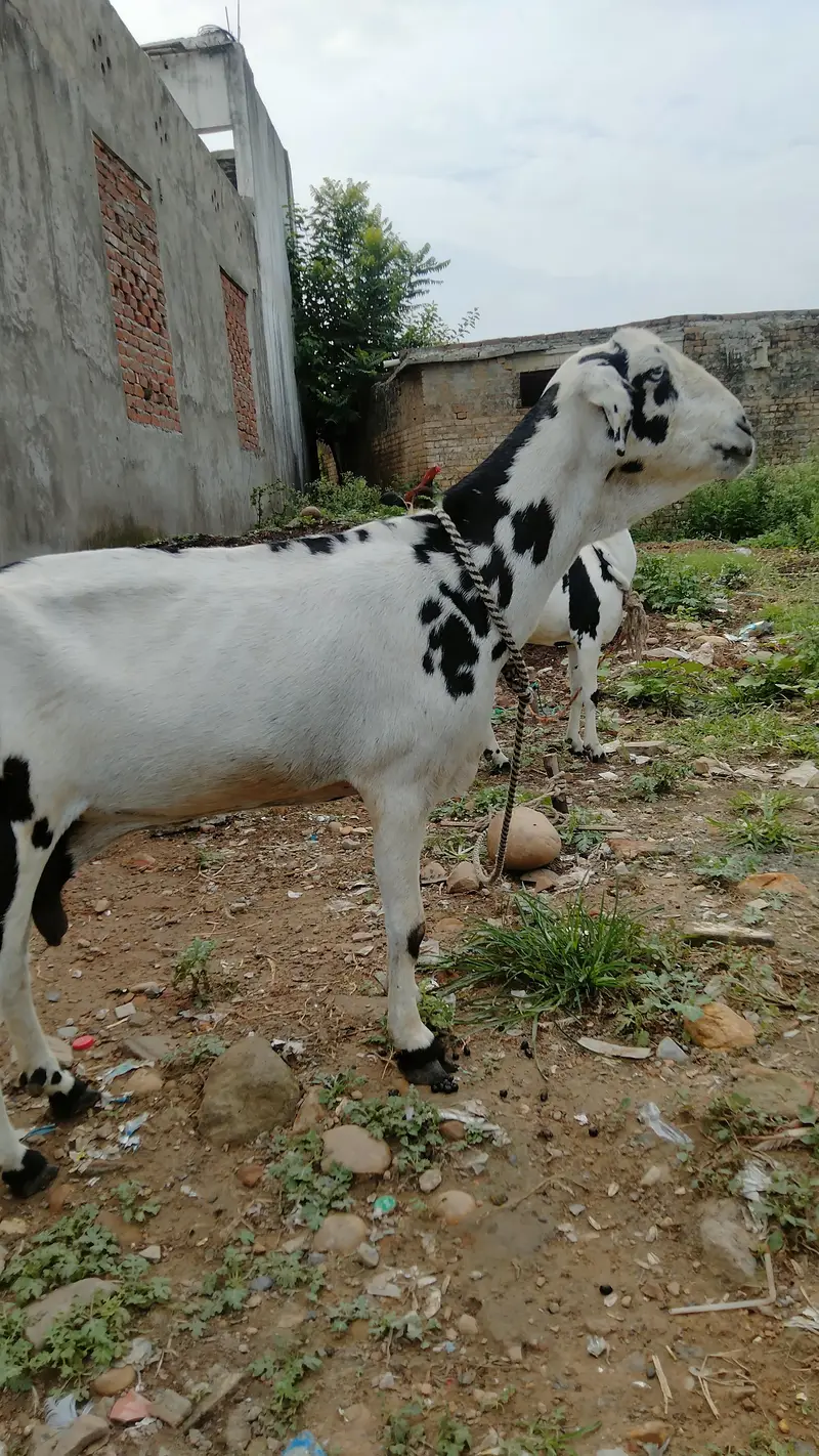 2 goats — photo 8