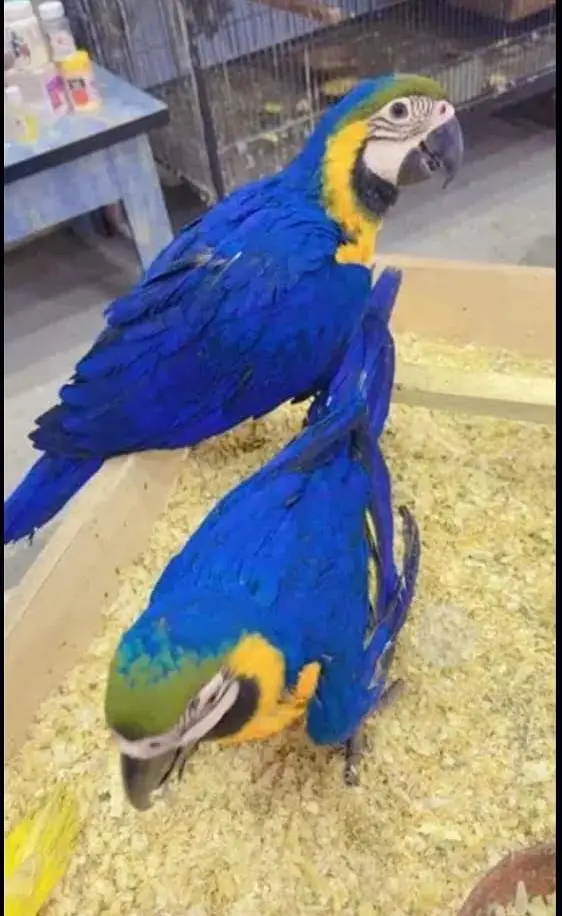 blue macaw parrot chicks for sale 03098424964 — photo 2