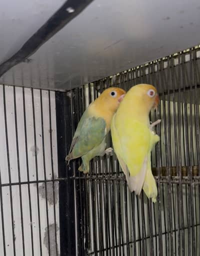 Love birds & Cage (Read Ad)