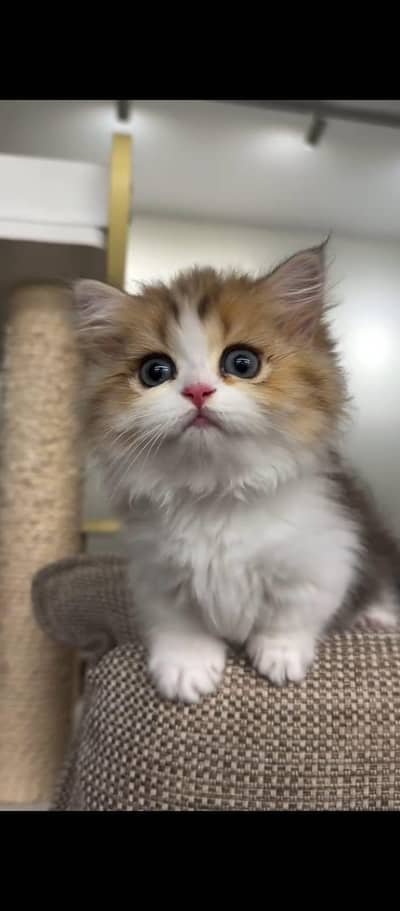 cash on delivery parshion kitten cat male female