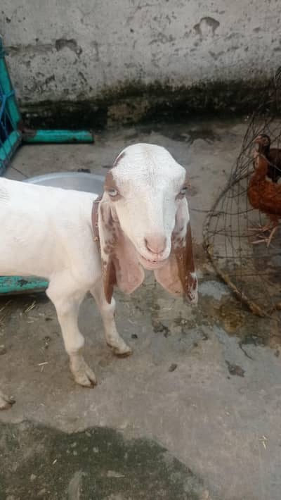 beetal bakra
