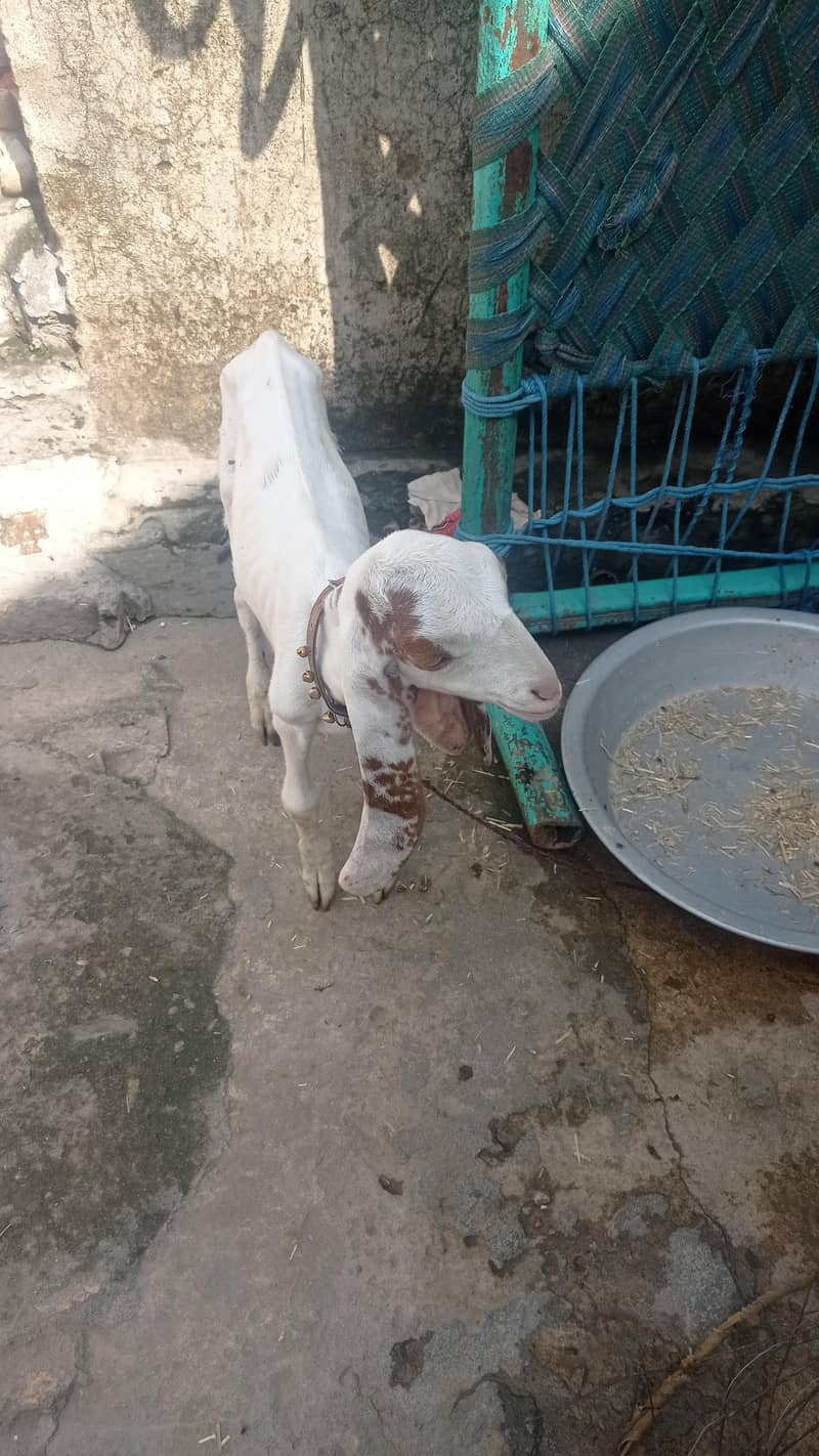 beetal bakra 1