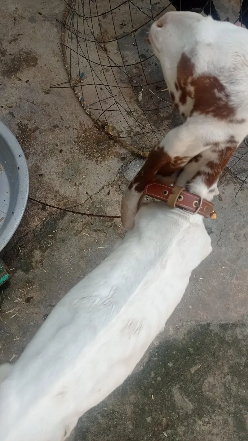 beetal bakra — photo 3