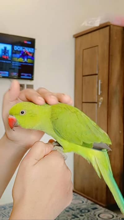 Green Ring neck