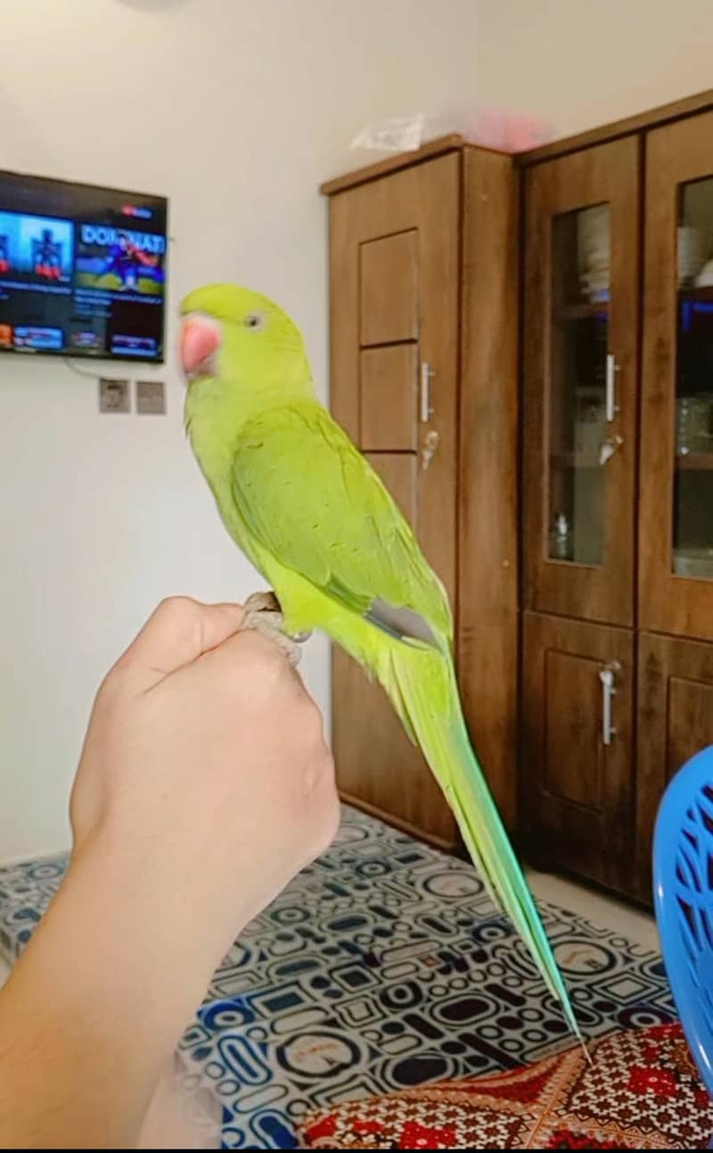 Green Ring neck 1