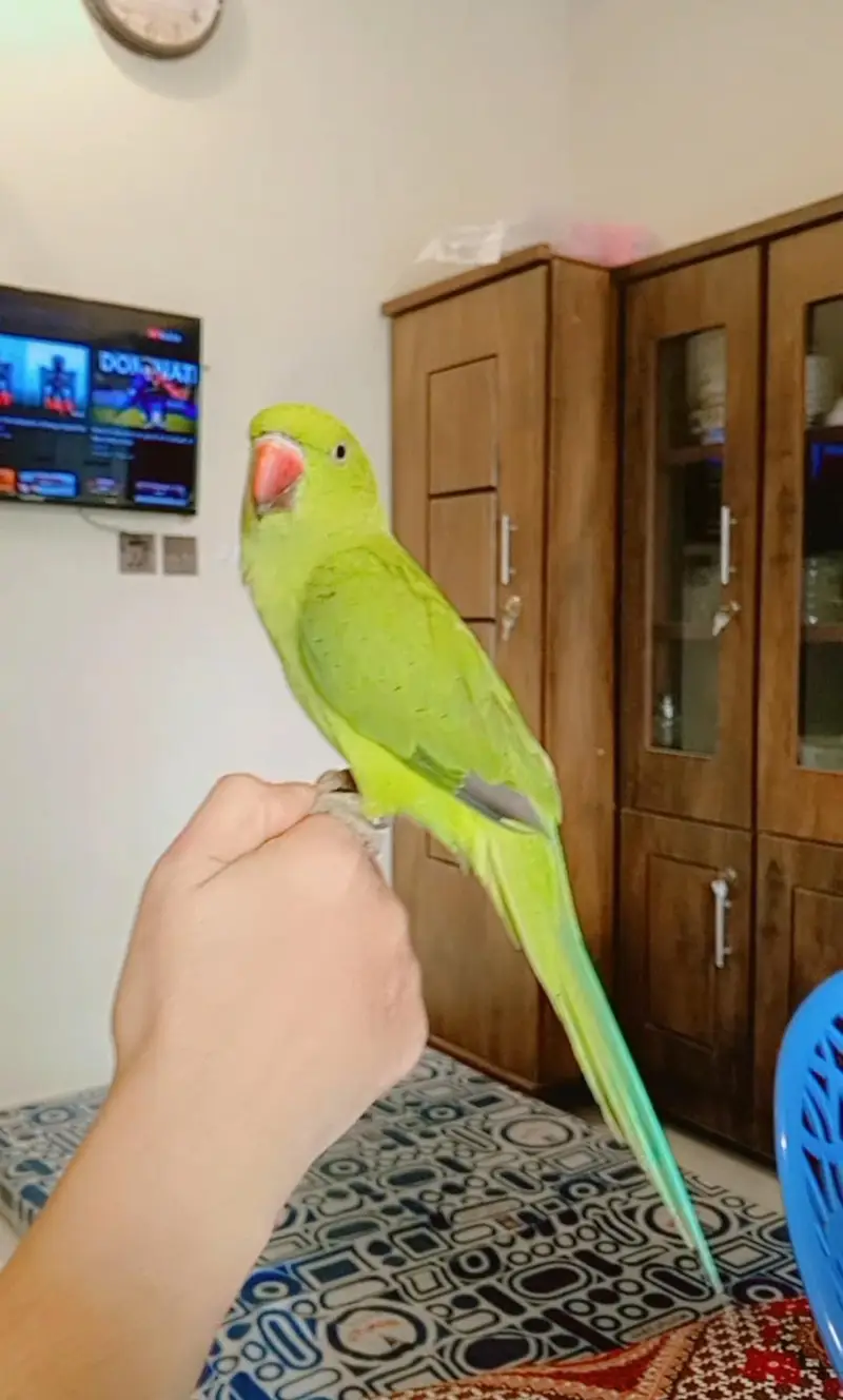 Green Ring neck — photo 3