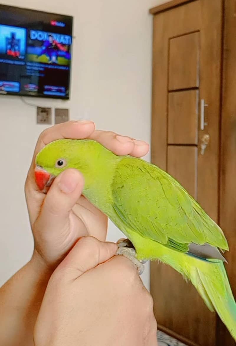 Green Ring neck 3