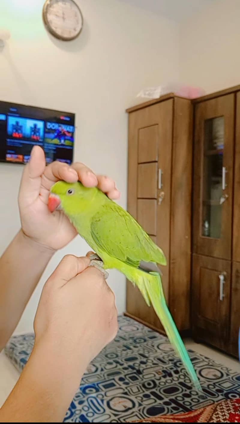 Green Ring neck 4